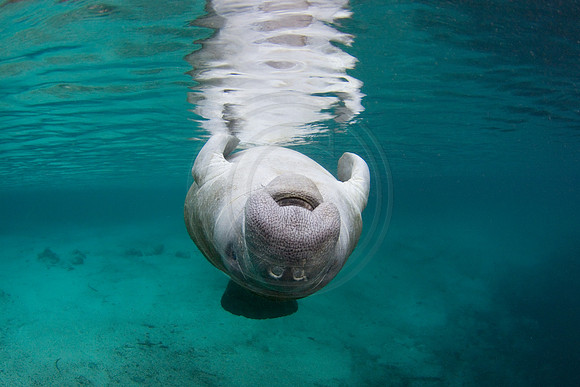 Manatees-2381