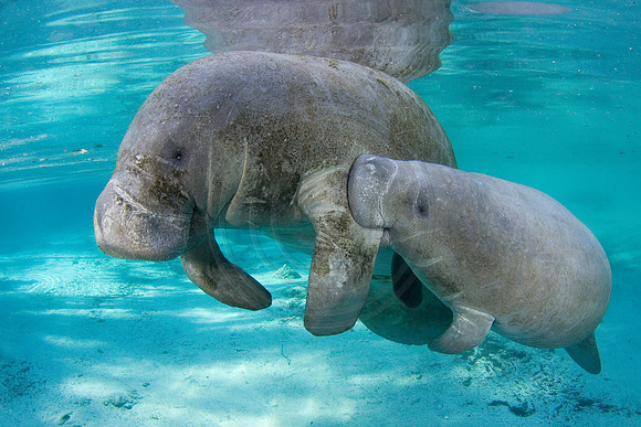 Manatees-1688