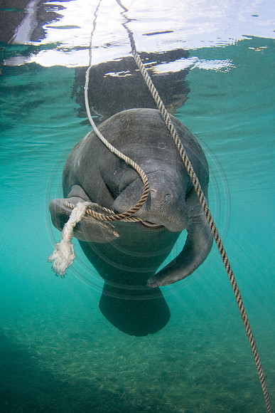 Manatees-0982