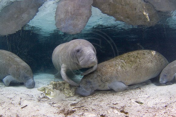 Manatees-1297