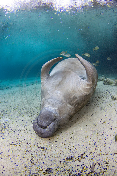 Manatees-1980