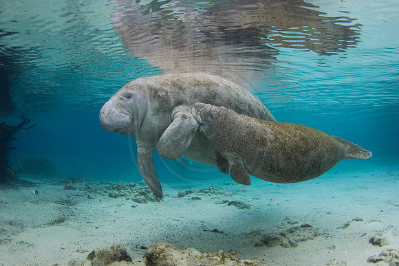 Manatees-1668