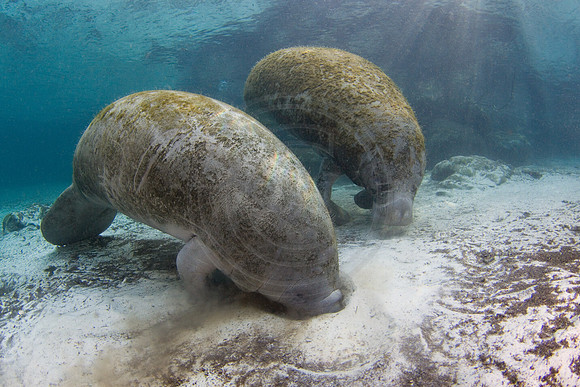 Manatees-3122
