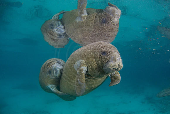 Manatees-1318