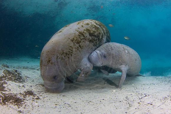 Manatees-1404