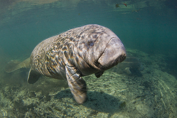 Manatees-3357