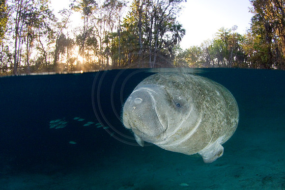 Manatees-2045
