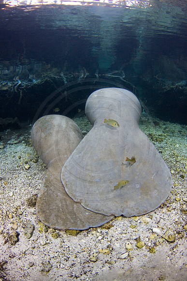 Manatees-1507