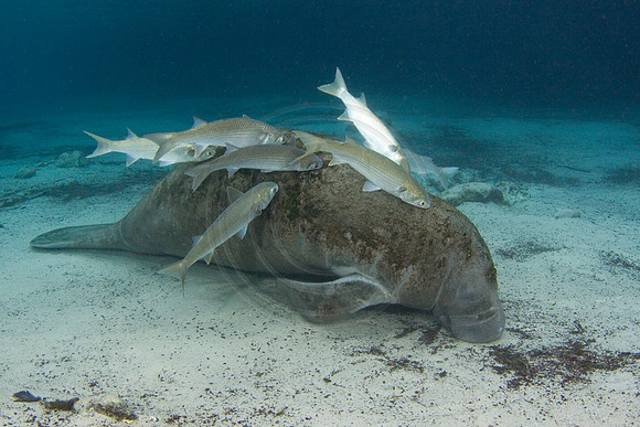 Manatees-1595