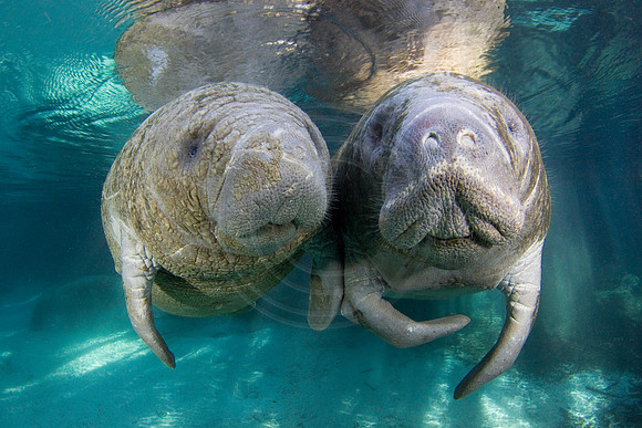 Manatees-1701