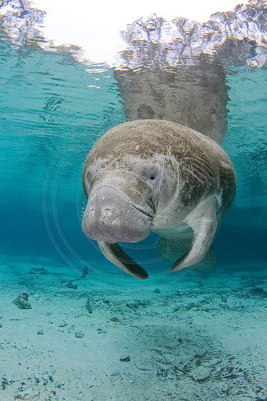 Manatees-0994