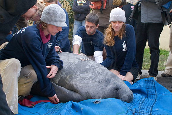 Manatees-0437