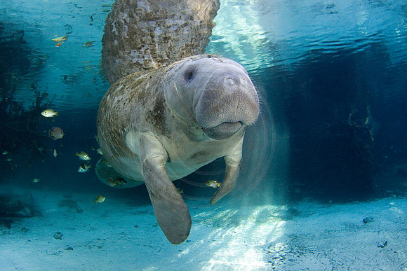Manatees-2471