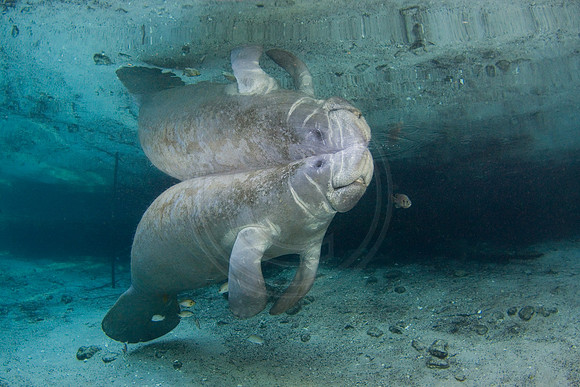 Manatees-2473