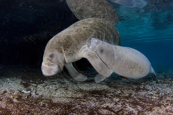 Manatees-1275