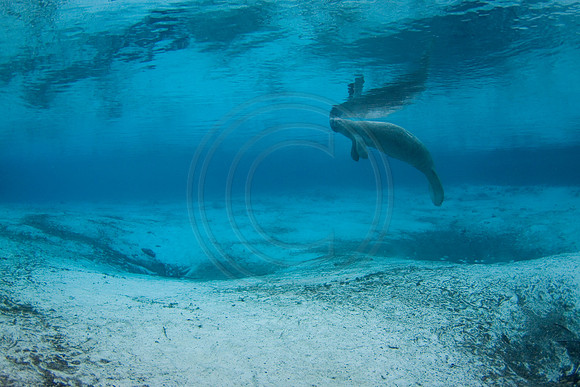 Manatees-1476