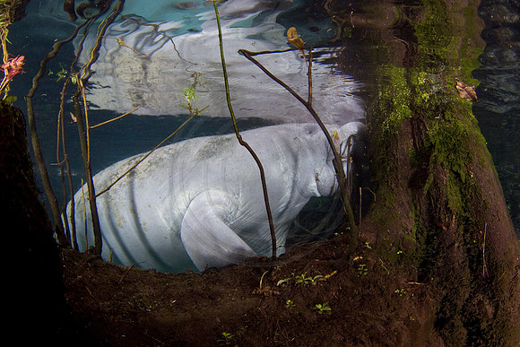 Manatees-2363