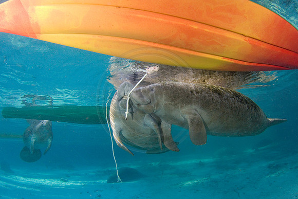 Manatees-2356