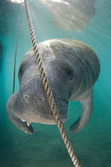 Manatees-0978