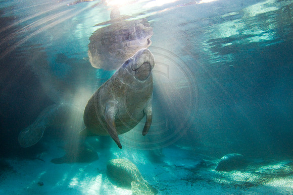 Manatees-2483