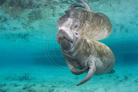 Manatees-2505