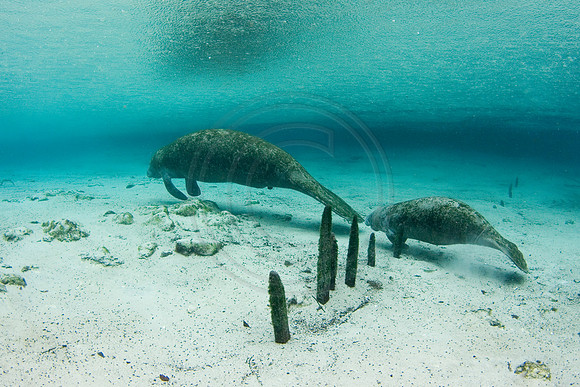 Manatees-1034