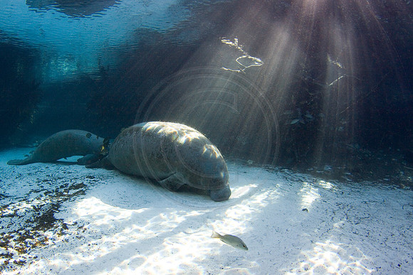 Manatees-2959