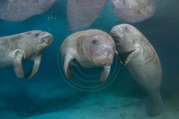 Manatee1434