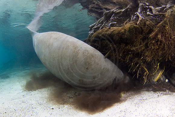 Manatees-1882