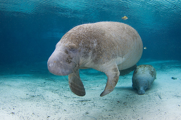 Manatees-1670
