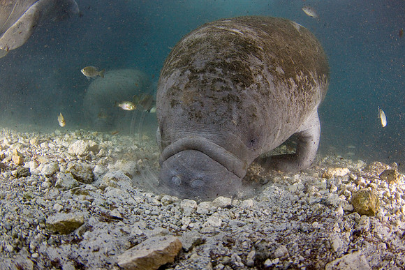 Manatees-1304
