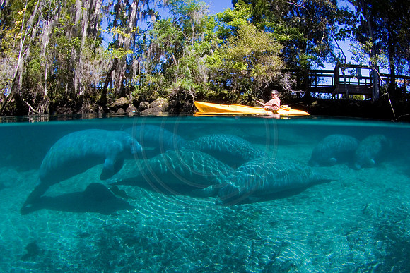 Manatees-1786