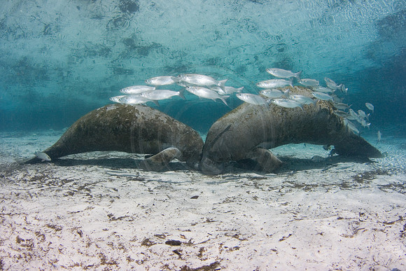 Manatees-0822