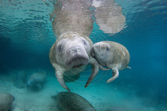 Manatees-2398