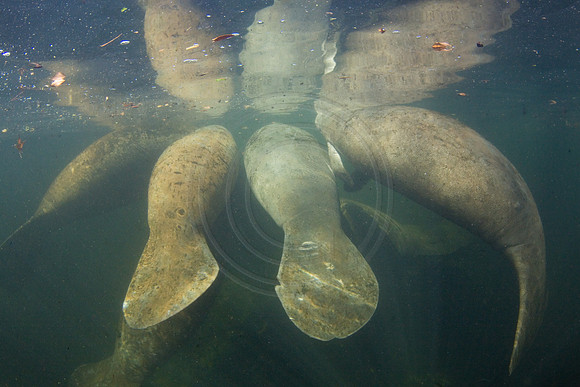 Manatees-3117