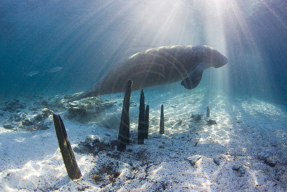 Manatees-3452