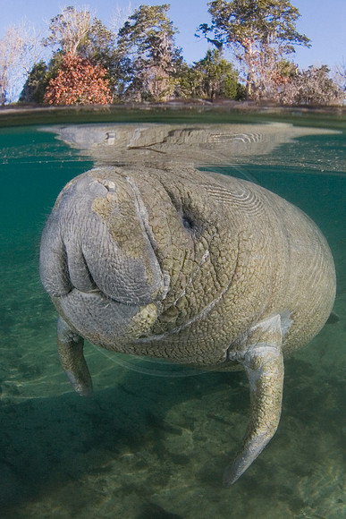 Manatees-0971