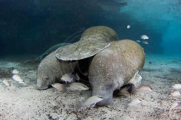 Manatees-2960