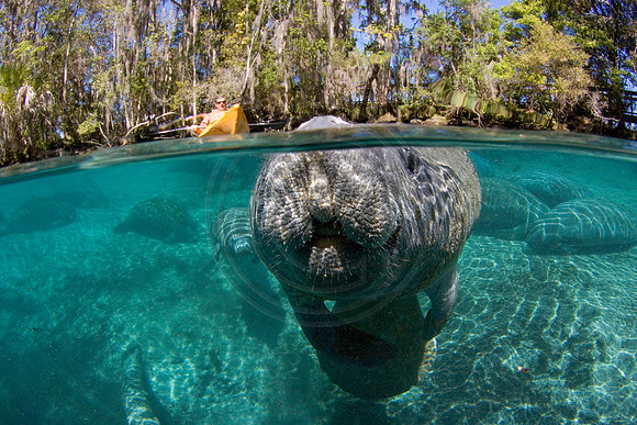 Manatees-2013