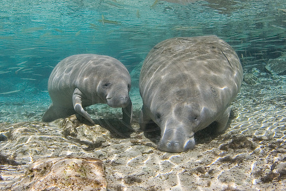 Manatees-0622
