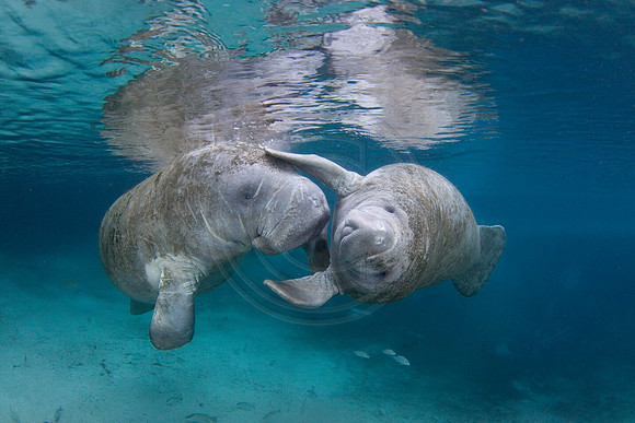Manatees-2397