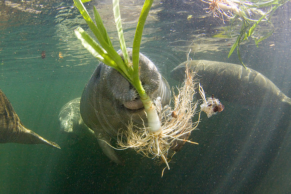Manatees3114