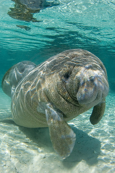 Manatees-0973