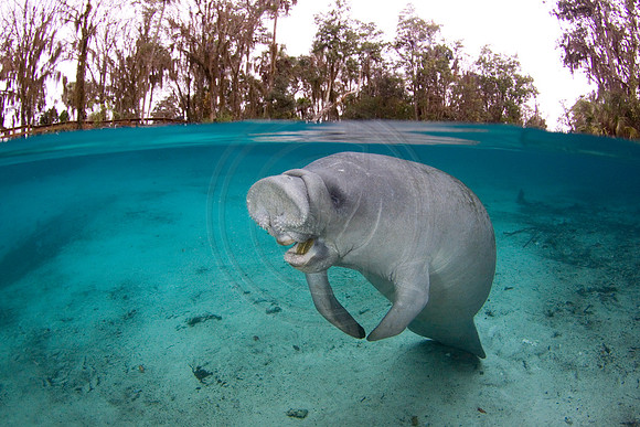Manatees-2419