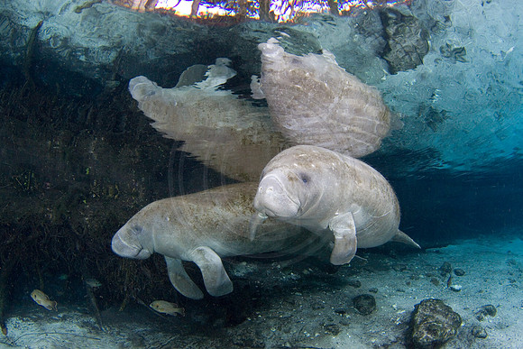 Manatees-3336