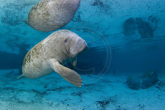 Manatees-2448