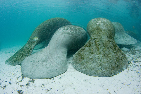 Manatees-0848