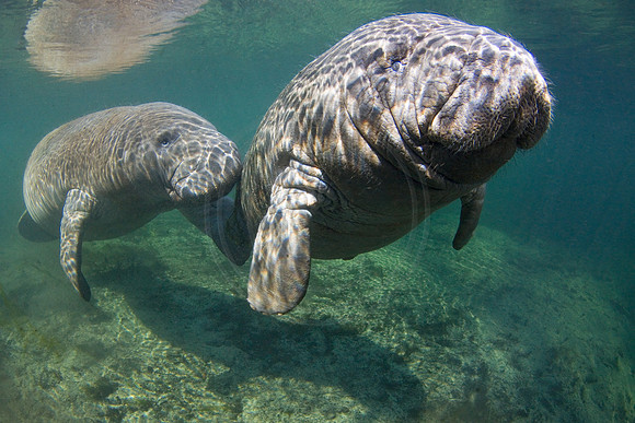 Manatees-3461