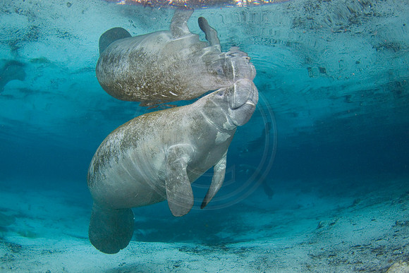 Manatees-2031