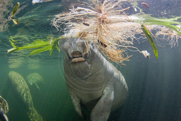 Manatees-3113